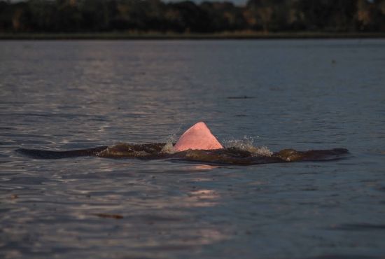 Did you say a pink dolphin?