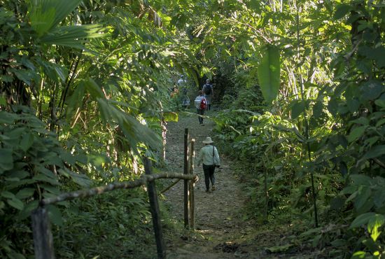 Heliconias Medicinal Plant Trail