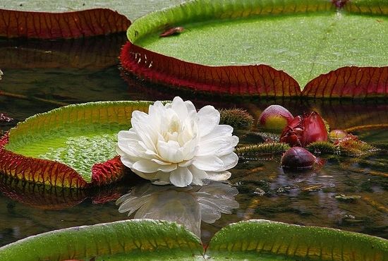 Glimpse the Giant Water Lily