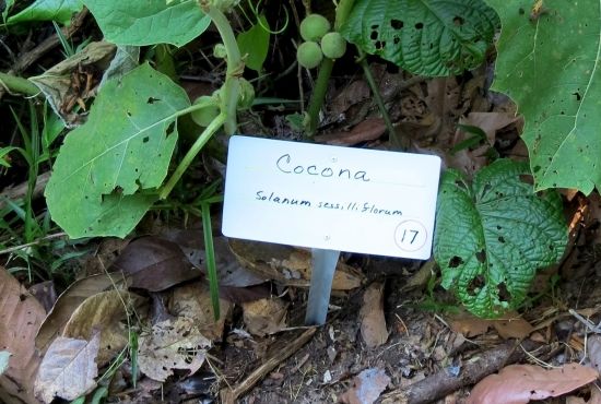 Guía del sendero de plantas medicinales de Heliconia