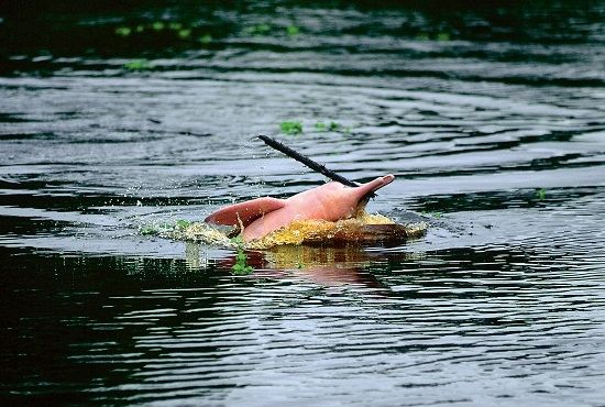 Pink Dolphins Sighting